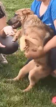 BOBB, fantastico cucciolone diversamente abile Foto 5